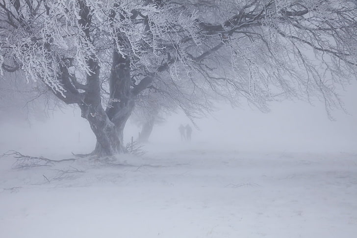 غطت الصقيع شجرة التوضيح ، الشتاء ، الثلج ، عاصفة ثلجية، خلفية HD