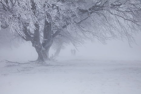 frost covered tree illustration, winter, snow, Blizzard, HD wallpaper HD wallpaper