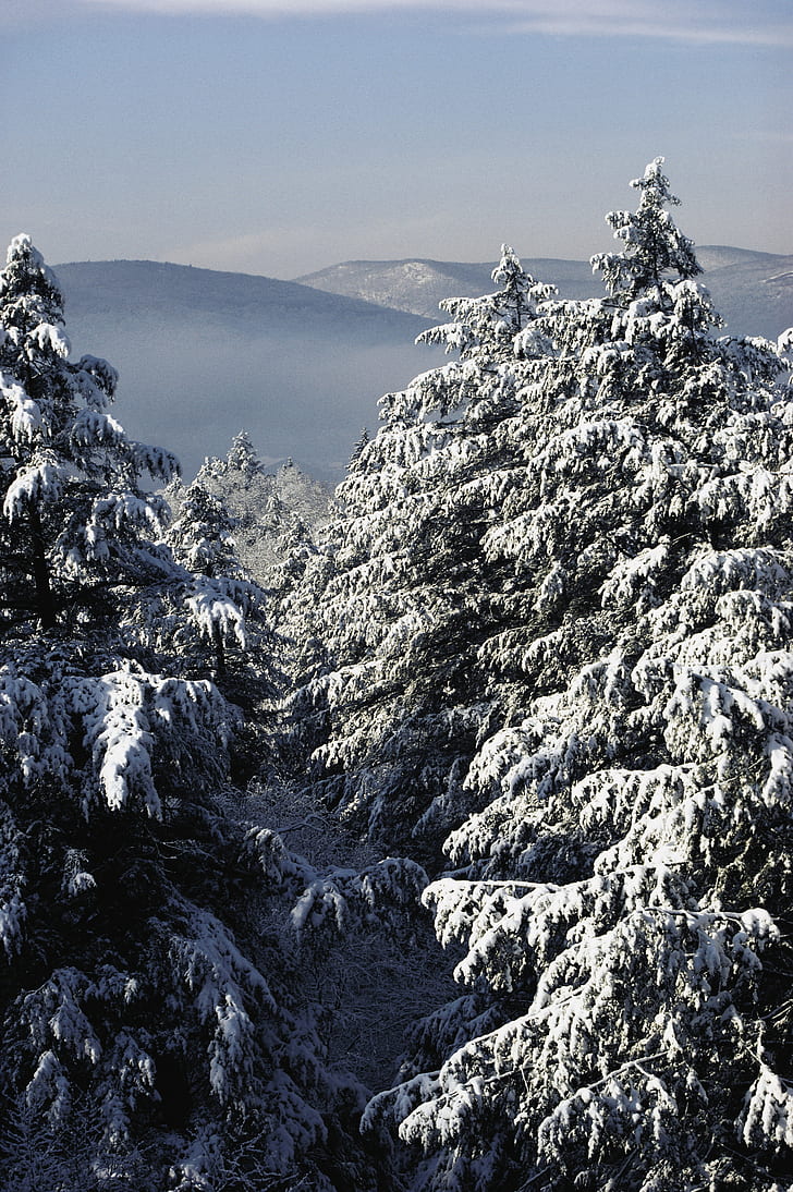 лес, снег, зима, пейзаж, деревья, природа, HD обои, телефон обои