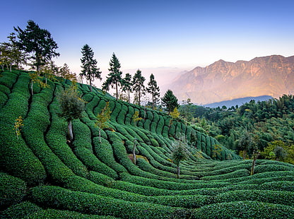 茶畑、台湾、アジア、中国、自然、風景、緑、木、山、写真、台湾、茶畑、 HDデスクトップの壁紙 HD wallpaper