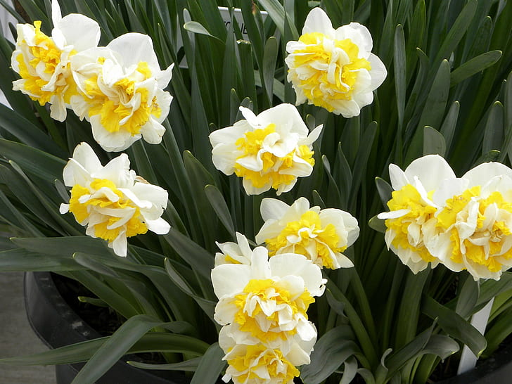 Daffodils, Flowers, Herbs, Planters, HD wallpaper