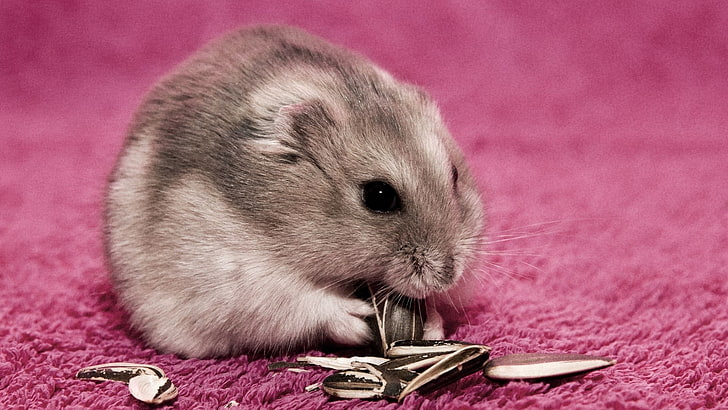 gray rodent, hamster, seeds, food, mat, HD wallpaper