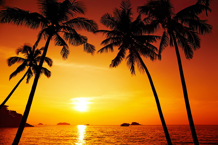 pohon kelapa, pemandangan, alam, pohon palem, indah, Thailand, samudra pasifik, samudera pasifik, chang, pemandangan matahari terbenam, pemandangan matahari terbenam, pulau chang, Wallpaper HD