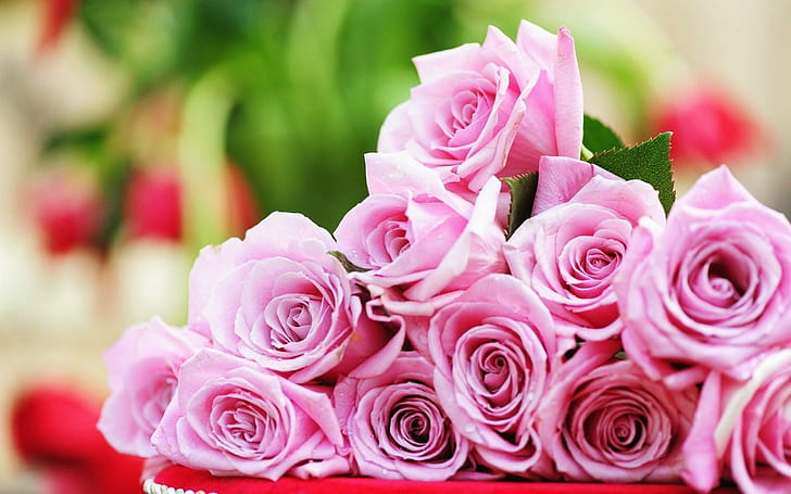 Close-Up Roses Pink, close-up, roses, pink, HD wallpaper