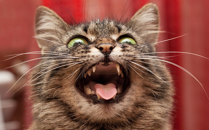แมวขนสั้นสีน้ำตาลสัตว์ธรรมชาติแมวแมวเขี้ยว, วอลล์เปเปอร์ HD