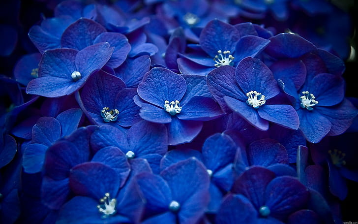 Hortensia blu, fiore, natura, blu, hortensia, Sfondo HD