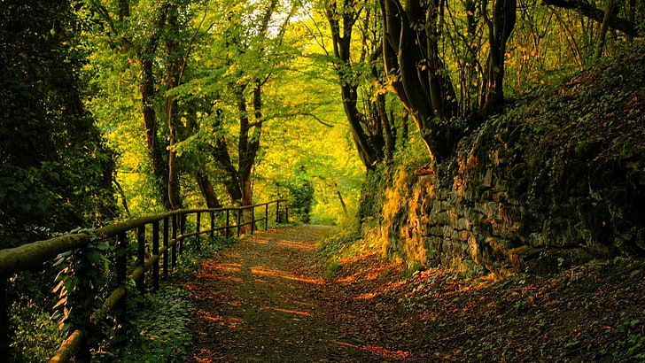 natureza, floresta, vegetação, floresta, caminho, caminho da floresta, árvore, bosques, floresta antiga, HD papel de parede