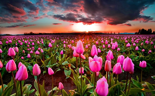 Campo de tulipanes al atardecer, campo de flores rosadas, cielo, campo, tulipanes, puesta de sol, Fondo de pantalla HD HD wallpaper