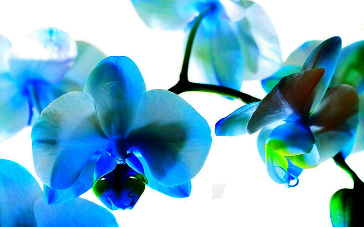 Orquídea colorida ciana, flor, ciano, cor, orquídea, natureza e paisagens,  HD papel de parede | Wallpaperbetter
