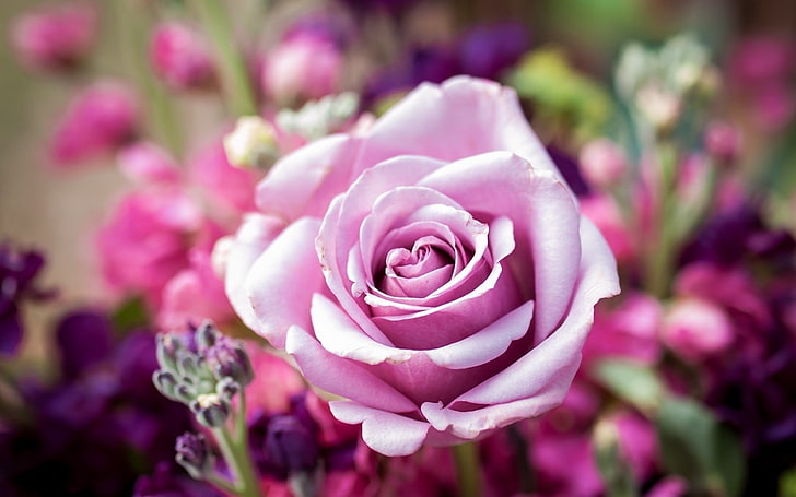 rosa rosa, flores, rosa, naturaleza, flores rosadas, Fondo de pantalla HD