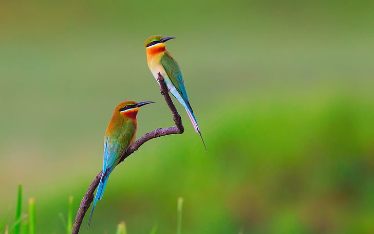 two green, yellow, and orange bee eater bird, birds, bee-eaters, nature, flowers, animals, branch, HD wallpaper