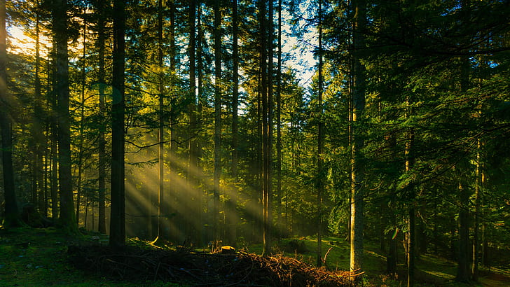 Waldbäume, Sonnenstrahlen, Wald, Bäume, Sonne, Strahlen, HD-Hintergrundbild