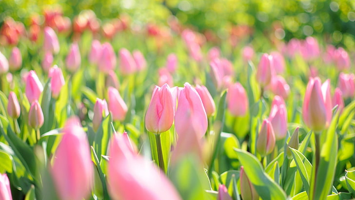tulipanes, flor, campo de tulipanes, jardín, primavera, Fondo de pantalla HD