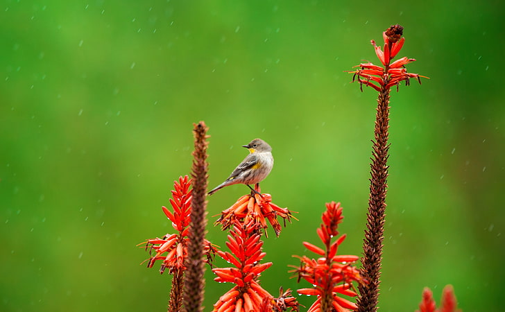 Small Bird Perched on an Aloe Flower in the Rain, Animals, Birds, Orange,  HD wallpaper | Wallpaperbetter