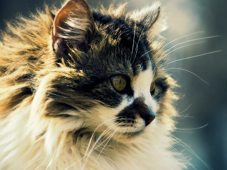 Cat Staring Blur, gatto persiano bianco e nero, viso, felino, sfocatura, animali, Sfondo HD