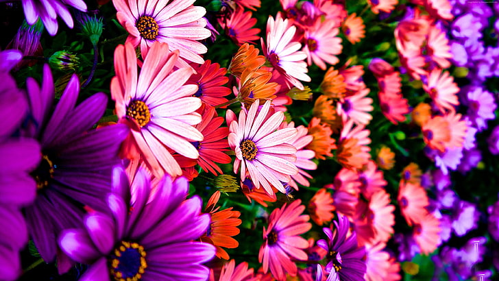 4k, colores, hibisco, 5k, flores, Fondo de pantalla HD