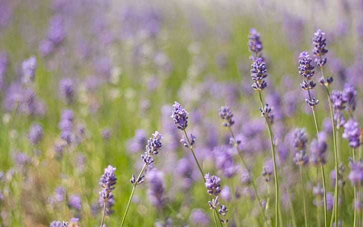 Lavender close-up, purple flowers, flowers, 2560x1600, grass, field, lavender, HD wallpaper