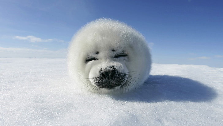 biała foka, foki, śnieg, zima, zwierzęta, Tapety HD