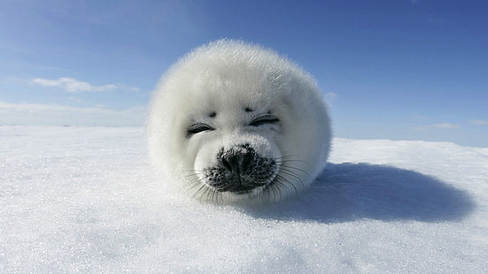 weiße Robbe, Robben, Schnee, Winter, Tiere, HD-Hintergrundbild HD wallpaper
