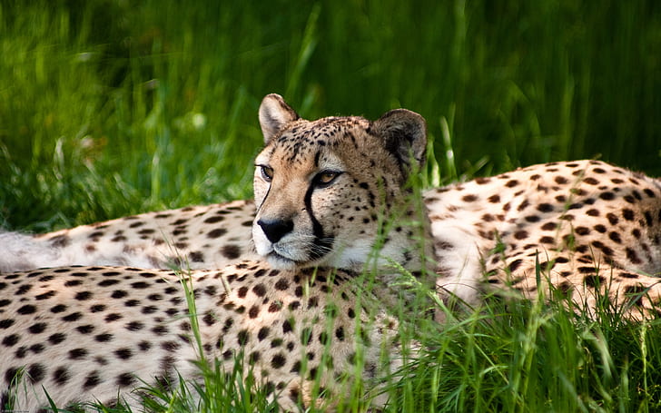 Kecantikan Cheetah, kebun binatang, Wallpaper HD