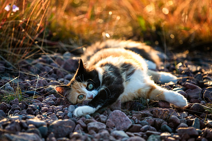 photo of cat laying on rock, Calico cat, photo, rock, Canon EF, mm, f/2, USM, Canon EOS 5D Mark III, Sverige, Sweden, Västernorrlands län, HD wallpaper