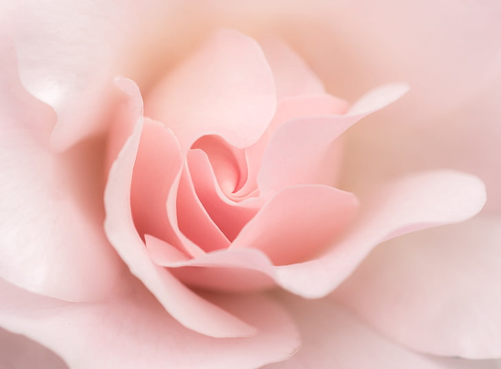 Ligh Pink Rose Macro, pink r, Cute, Flower, Pink, Rose, Macro, Close, Pastel, Soft, Ligh, HD wallpaper