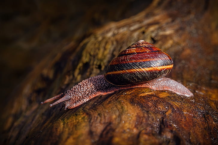 snail, crawling, antennae, shell, HD wallpaper