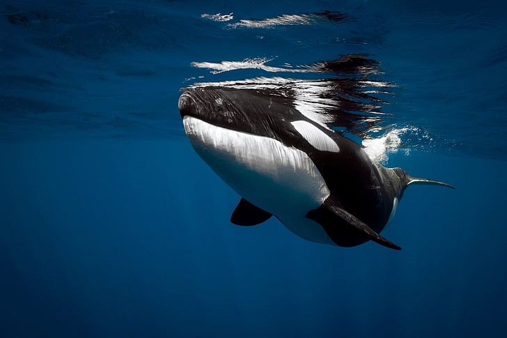 حيوان ، Orca ، الحياة البحرية ، تحت الماء، خلفية HD