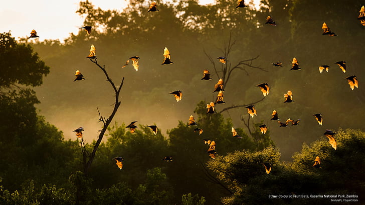 Фруктовые летучие мыши соломенного цвета, Национальный парк Касанка, Замбия, Животные, HD обои