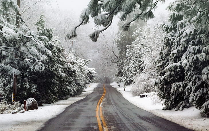 inverno, estrada, floresta, nevoeiro, HD papel de parede