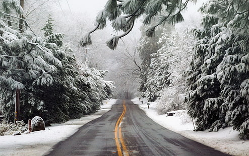 inverno, strada, foresta, nebbia, Sfondo HD HD wallpaper
