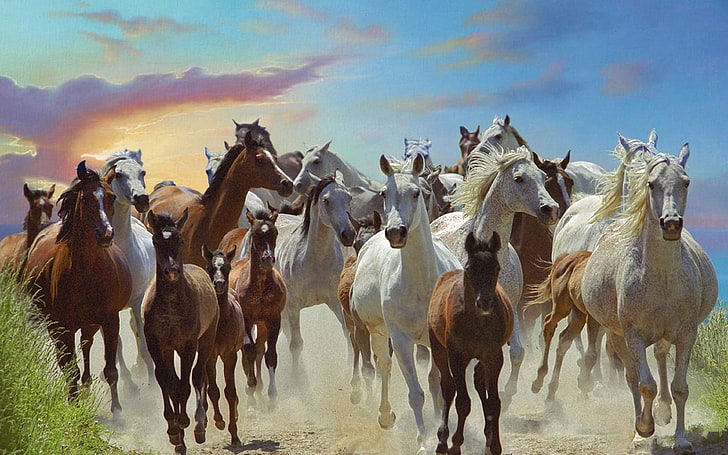 الخيول الراكضة 3840 × 2400 خلفيات HD 9274، خلفية HD