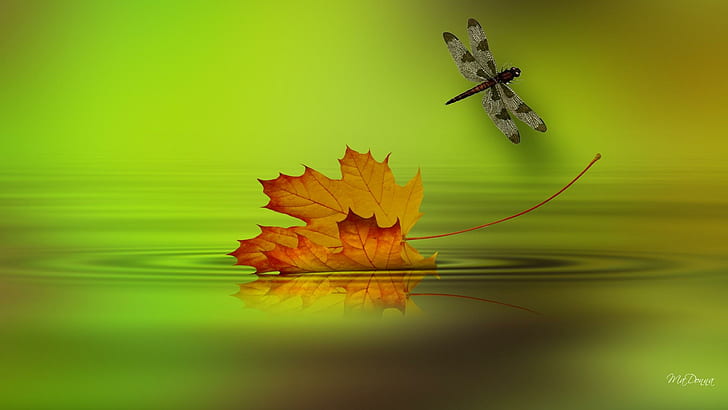 Autumn Floating, yellow and red maple leaf and white and black dragonfly, verdure, leafe, lake, breeze, color, fall, bright, reflect, leafage, dragonfly, river, herbage, mapl, HD wallpaper