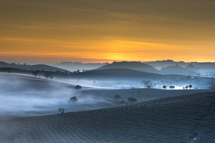 perkebunan, kabut, pagi, vietnam, pemandangan, teh, Wallpaper HD