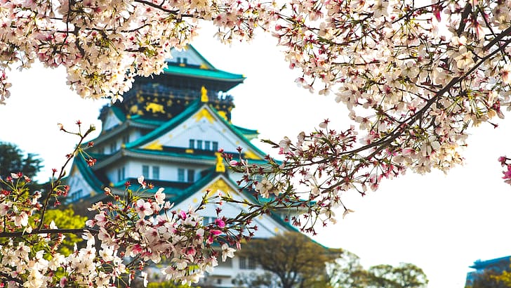 오사카 성, 성, 오사카, 사쿠라 꽃, HD 배경 화면