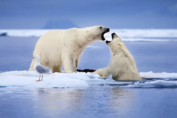 Polar bears, 2 polar bears, Polar bears, animals, seagull, Bird, floe, snow, Sea, Norway, HD wallpaper