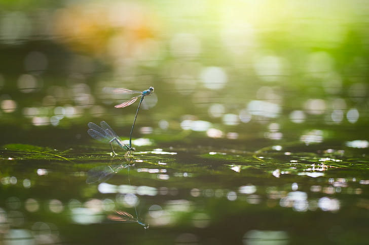 bokeh, Dragonflies, insect, leaves, macro, photography, water, HD wallpaper