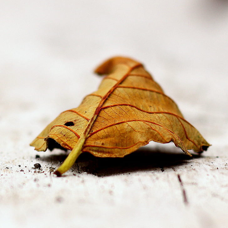 brown leaf on gray surface, brown, gray, surface, canada  east, east sooke, veins, leaf  fall, beach  sand, grit, bleached, beached, curled, macro, delicate, bokeh, blur, on the beach, I would like, fell, photo, leaf, autumn, nature, close-up, season, plant, dry, HD wallpaper