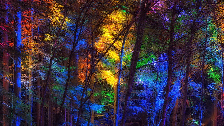 lights, forest, colorful, tree, night, multicolored, branch, psychedelic, HD wallpaper
