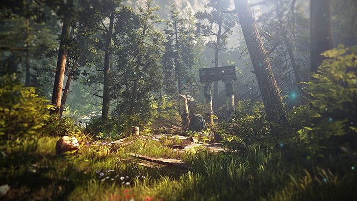 Grüner Wald, The Witcher 2 Assassins of Kings, Wald, Natur, The Witcher, Videospiele, HD-Hintergrundbild