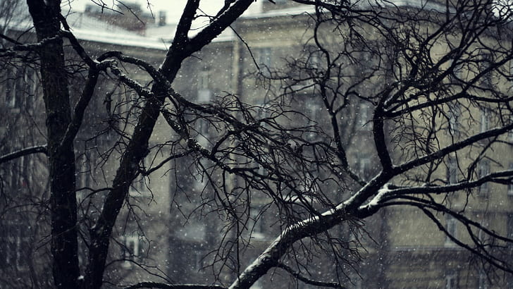 มืดมน, สาขา, หิมะตก, ฤดูหนาว, ความชัดลึก, วอลล์เปเปอร์ HD