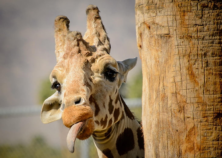 adult giraffe, giraffe, protruding tongue, funny, HD wallpaper