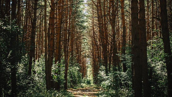 갈색과 녹색 나무 인쇄 영역 양탄자, 숲, 녹색, 자연, HD 배경 화면