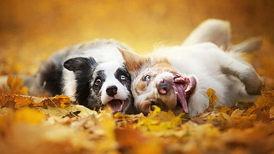 dua oranye dewasa, hitam, dan putih Border collie, anjing, hewan, kedalaman lapangan, jatuh, Wallpaper HD HD wallpaper