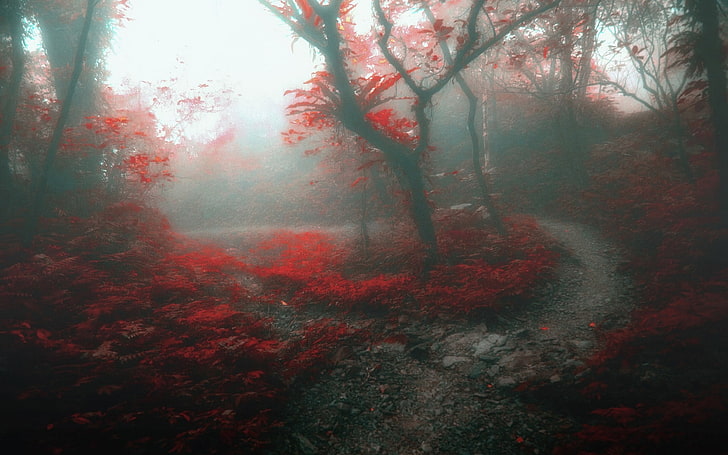 natura, paesaggio, foresta, nebbia, sentiero, alberi, luce del giorno, foglie, autunno, mattina, Sfondo HD