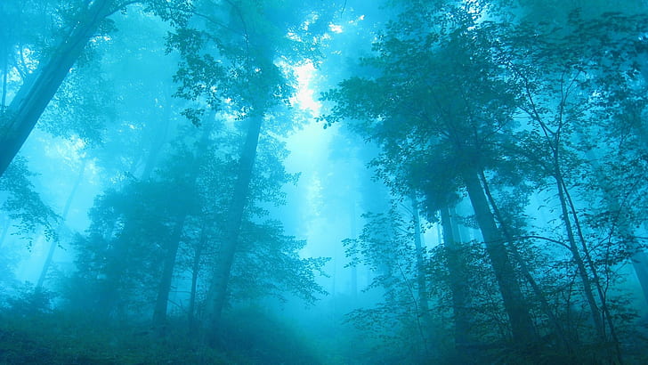 Blue Forest Trees Mist Fog HD, tree lot, nature, trees, blue, forest, fog, mist, HD wallpaper