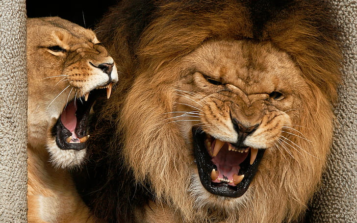 Angry, lions, HD wallpaper