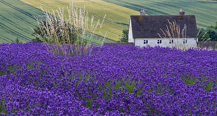 bidang bunga lavender ungu, bidang, rumah, telinga, lavender, Wallpaper HD