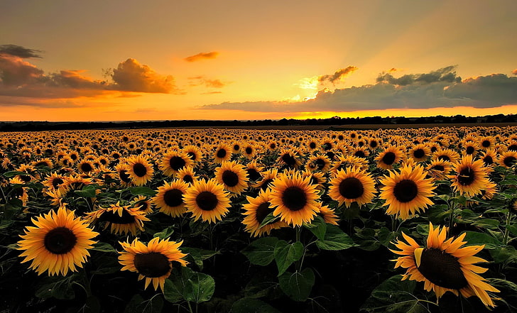 Sonnenblume, HD-Hintergrundbild
