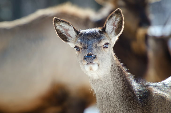 Deer Muzzle, deer, muzzle, ears, eyes, background, HD wallpaper